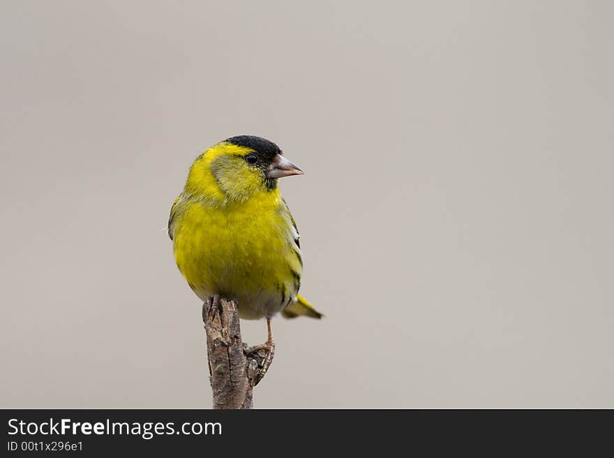 Siskin (Carduelis spinus)
Canon 400D + 400mm 5.6L