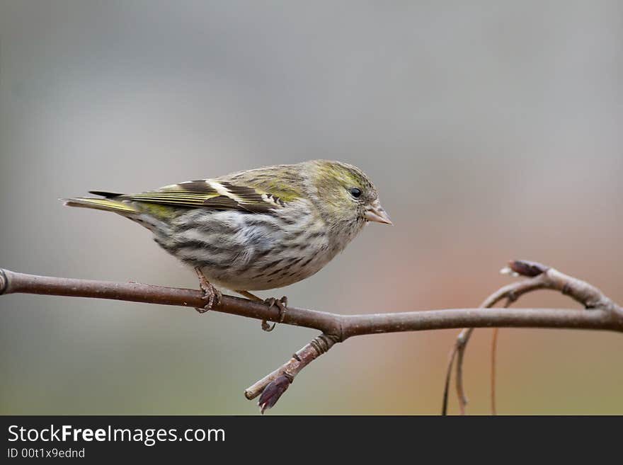 Siskin (Carduelis spinus)
Canon 400D + 400mm 5.6L