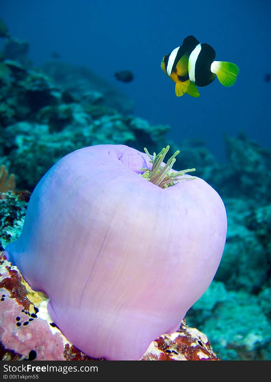 Damselfish over a beautiful anemone in the Red Sea,. Damselfish over a beautiful anemone in the Red Sea,