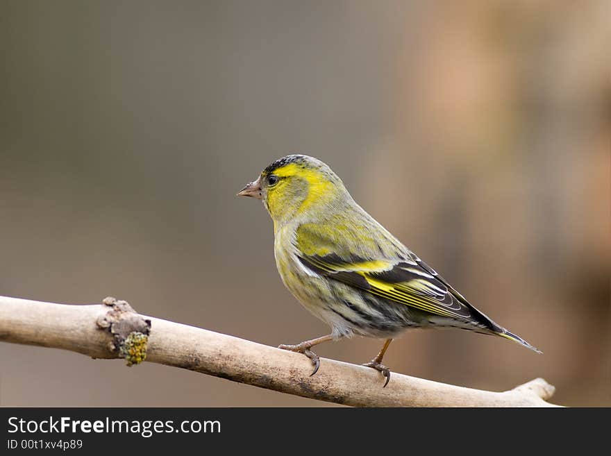 Siskin (Carduelis Spinus)