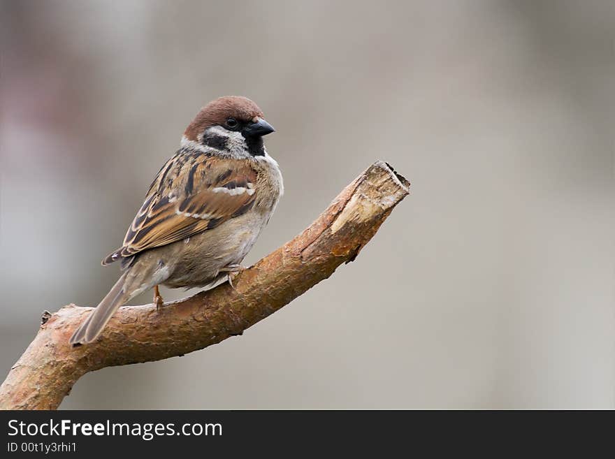 Tree sparrow (aka passer montanus) on light brown background