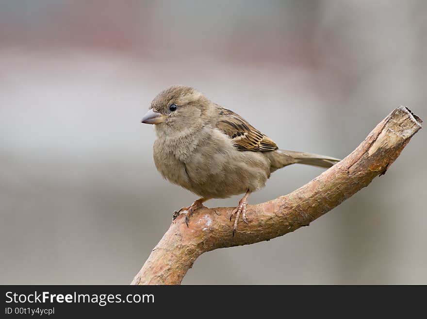 Sparrow (aka Passer Domesticus)