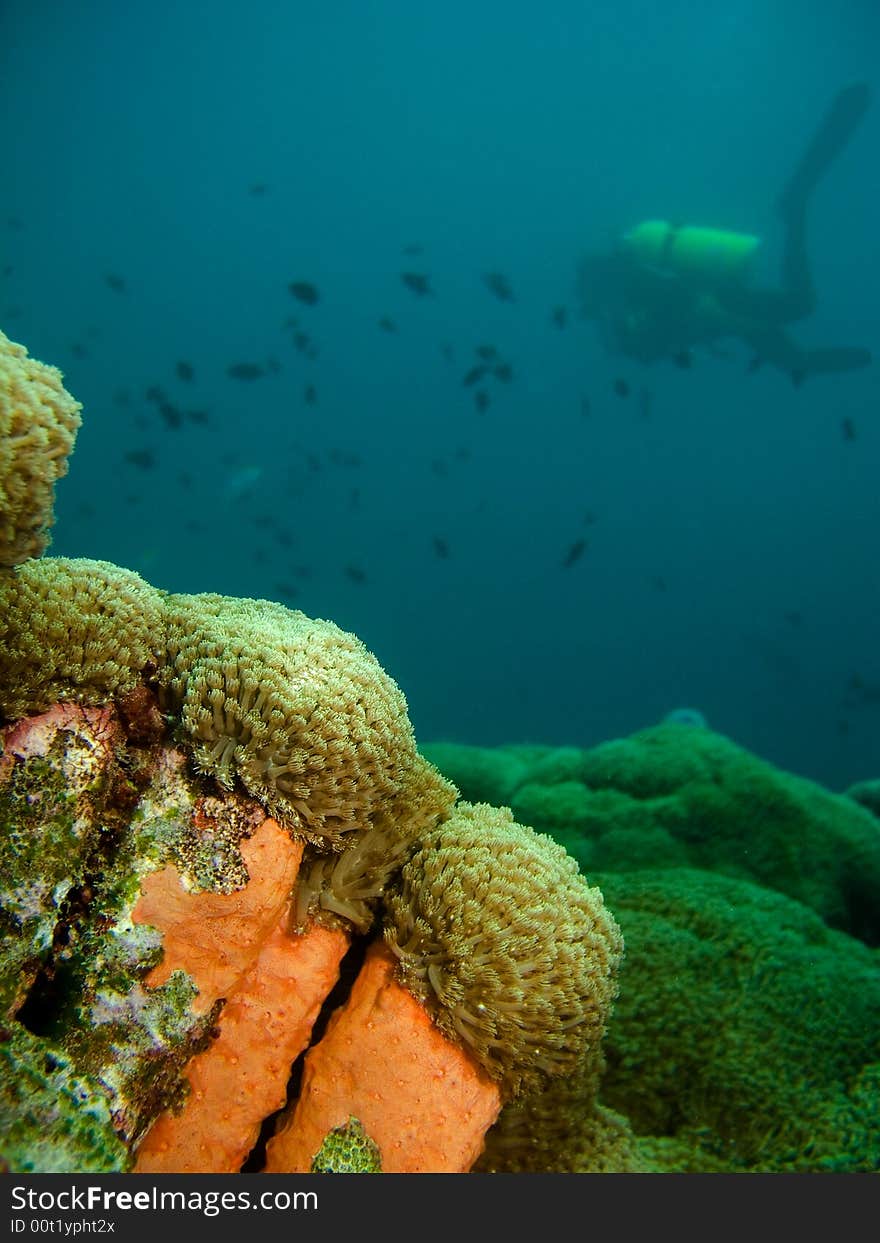 A diver floating over a coral reef in sea