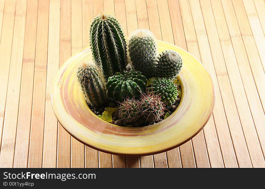 A cactus isolated on a background