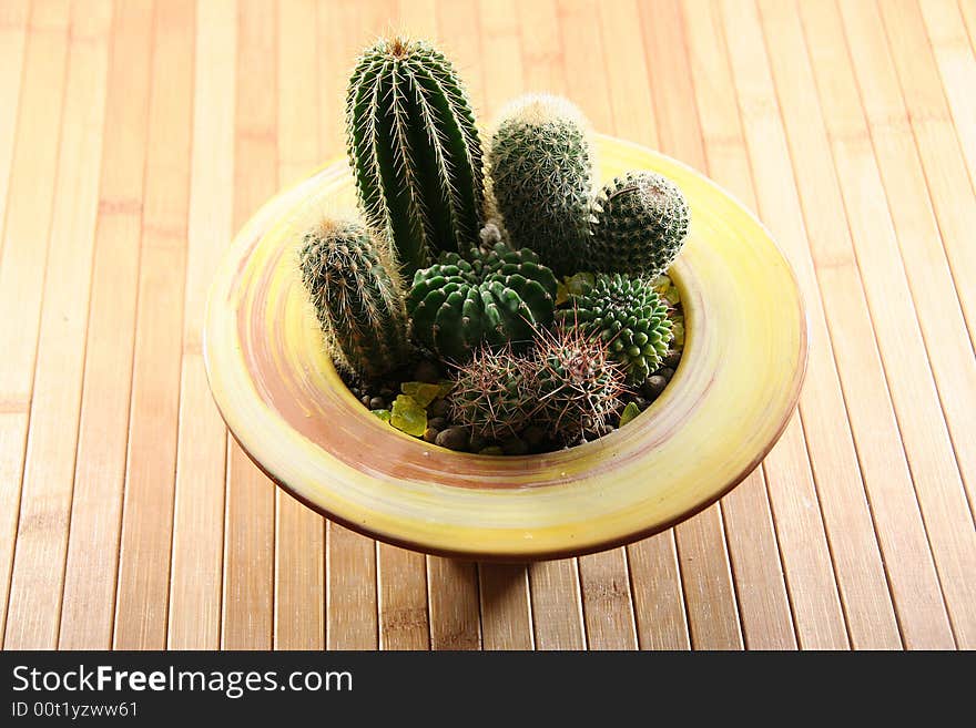 A cactus isolated on a background