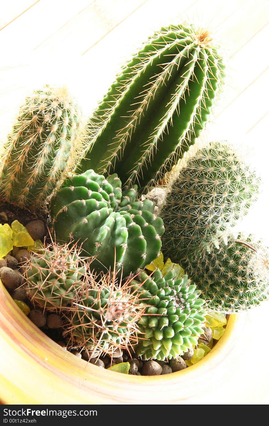 Cactus