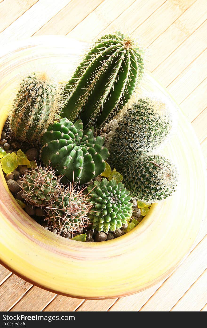 A cactus isolated on a background