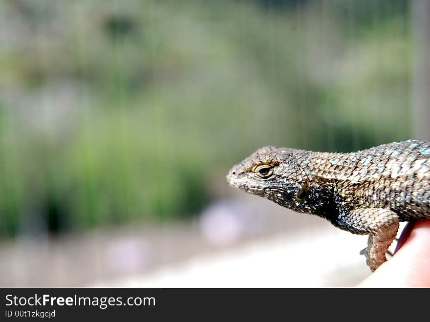 Lizard in hand