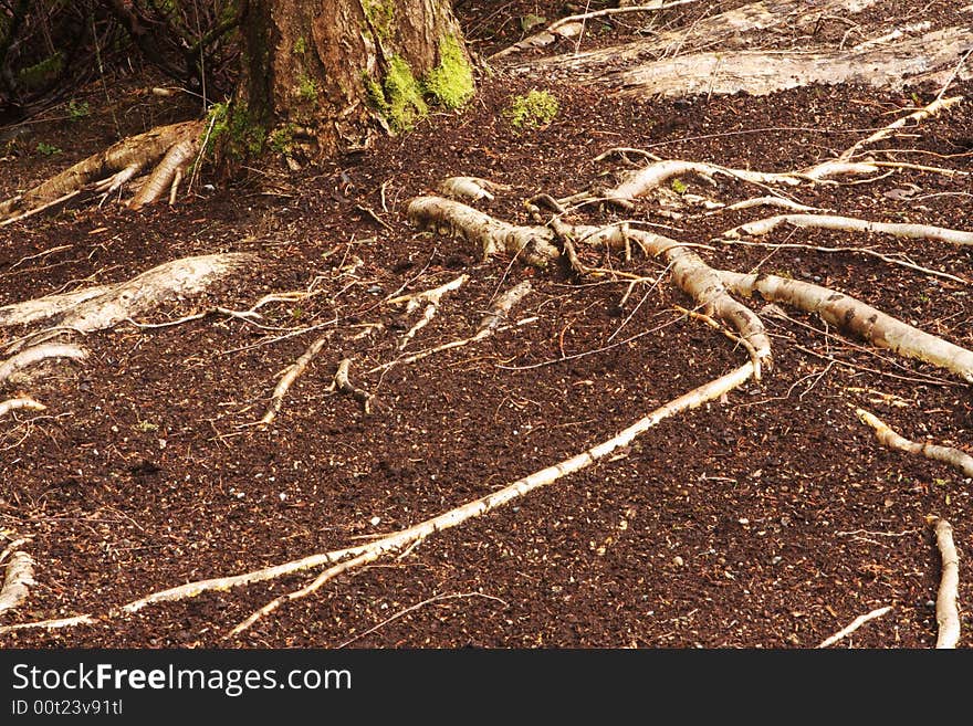 Prominent tree roots connected to the tree. Prominent tree roots connected to the tree