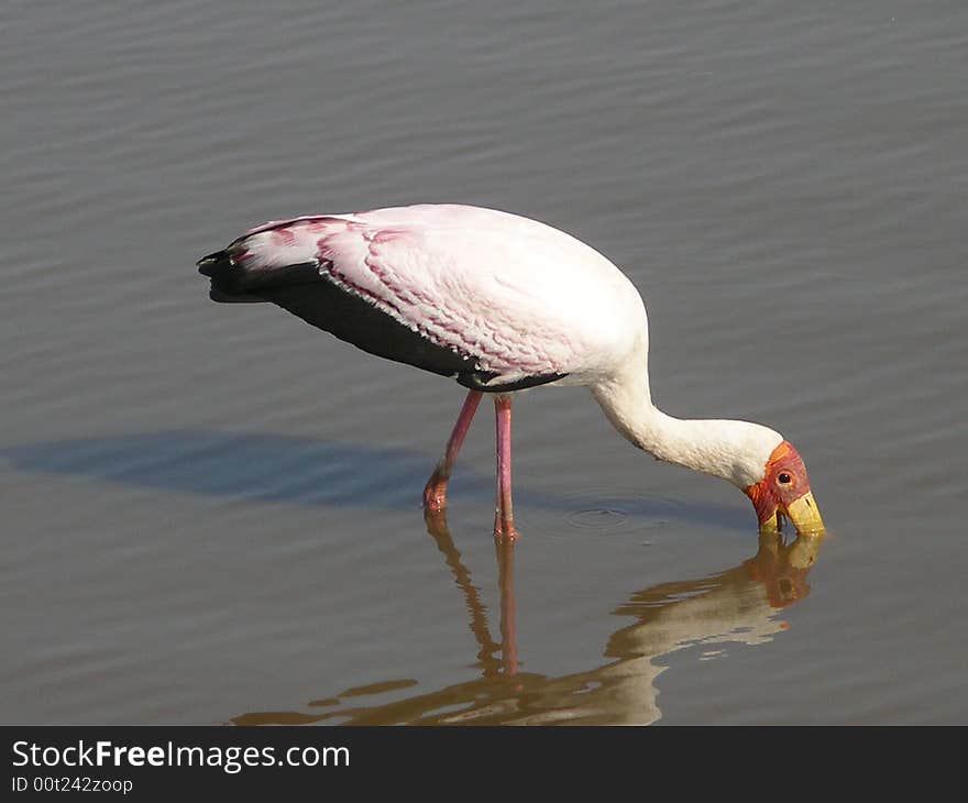 Pink flamingo