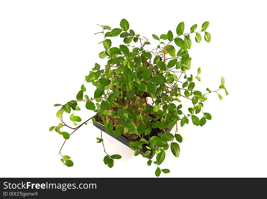 Bonsai, little green tree on tne white background