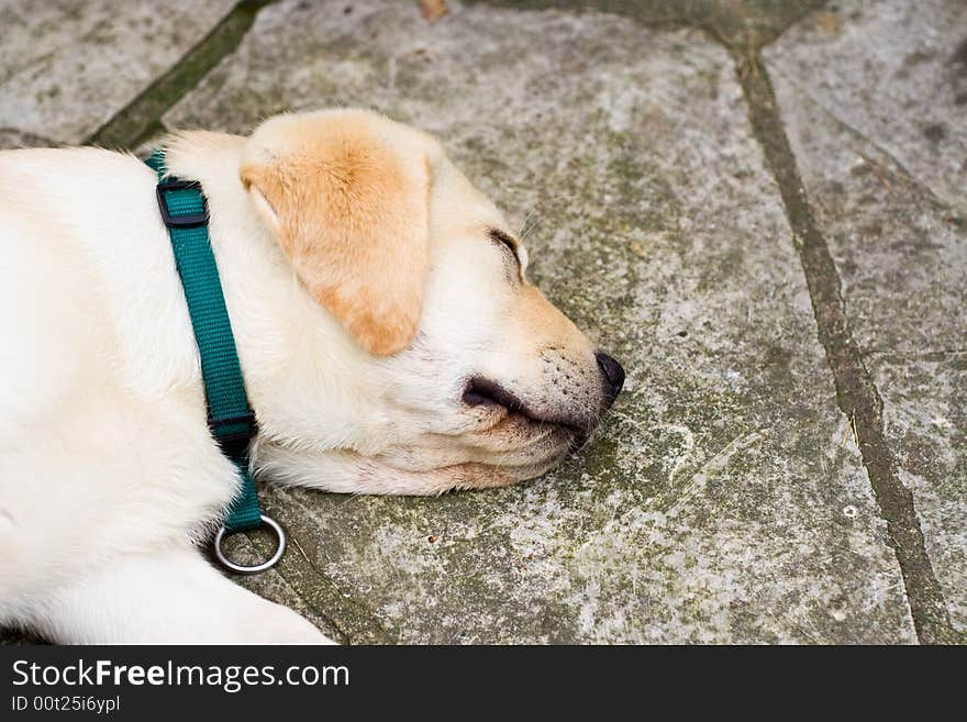 Sleeping young Labrador on grey stones