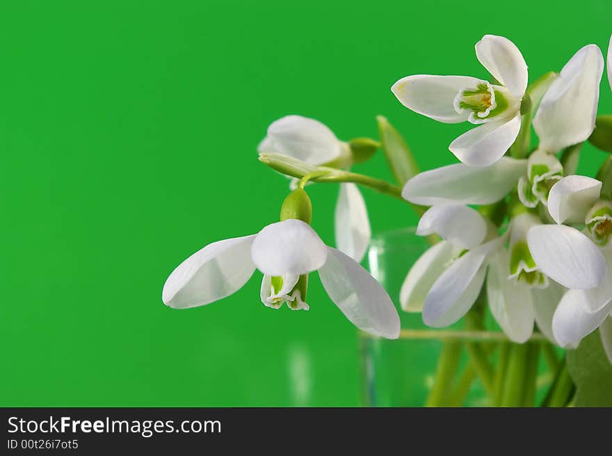 Bouquet of white snowdrops on green background