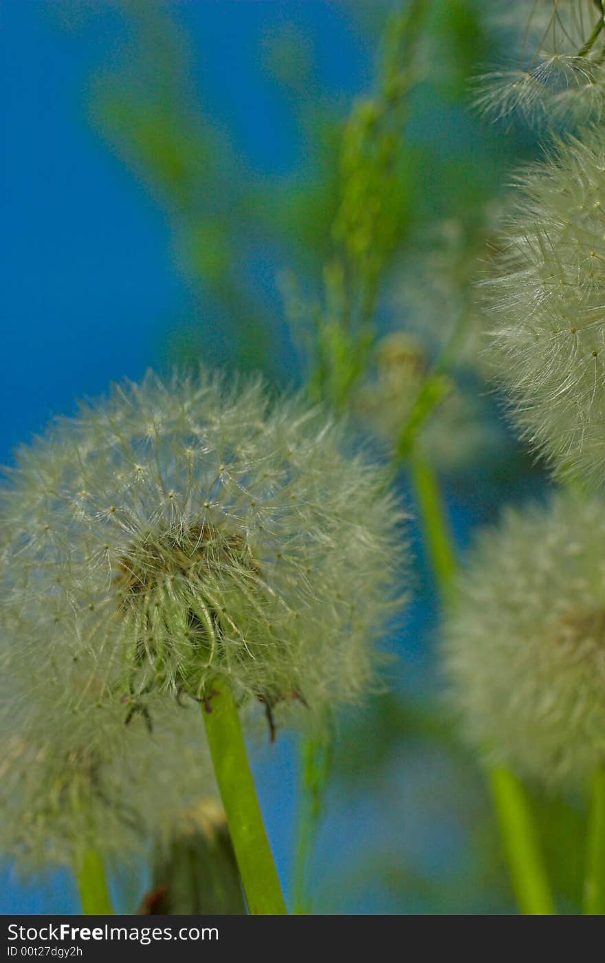 Dandelions Seeds