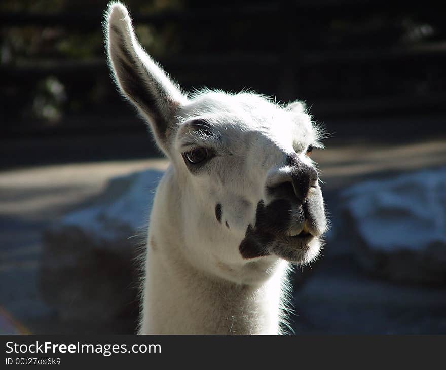 A llama with one ear up at a small zoo. A llama with one ear up at a small zoo