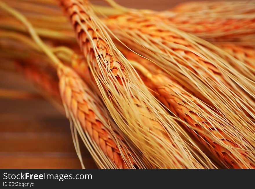 Close-up image of wheat stalks, shallow  DOF. Close-up image of wheat stalks, shallow  DOF