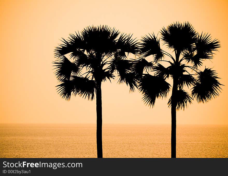 Palm trees in silhouette, Phuket Island, Thailand