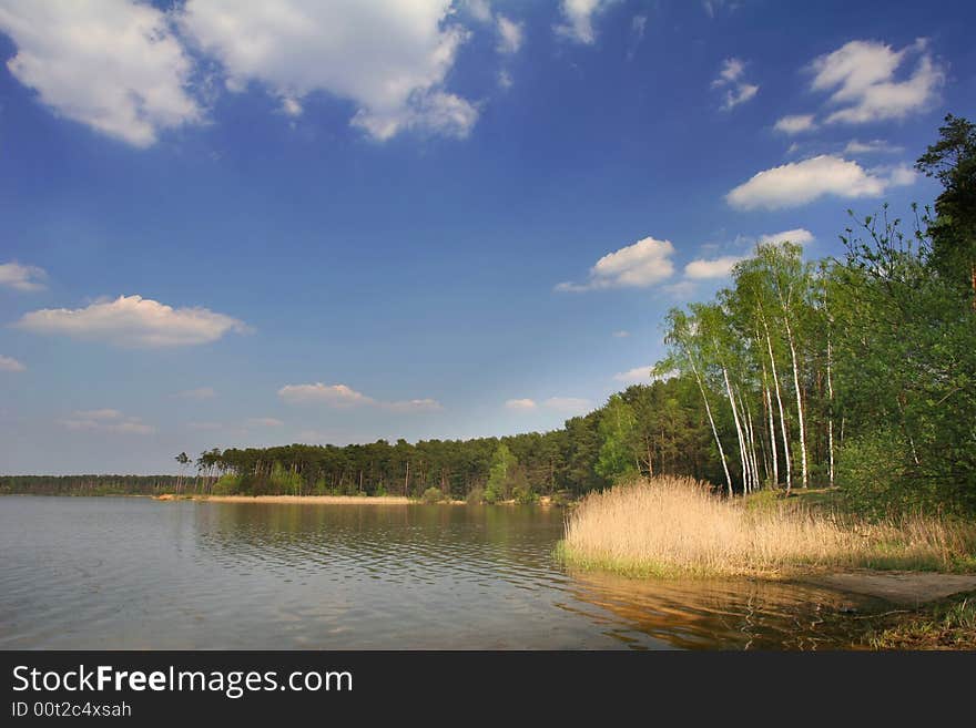 Birches on the water edge in the summer day