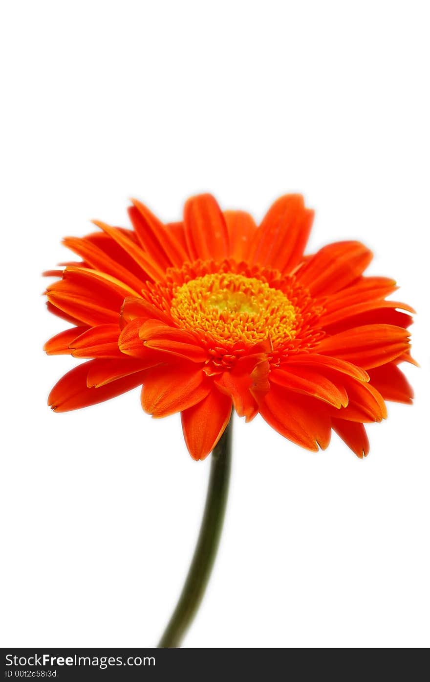 Orange gerber isolated on a white background