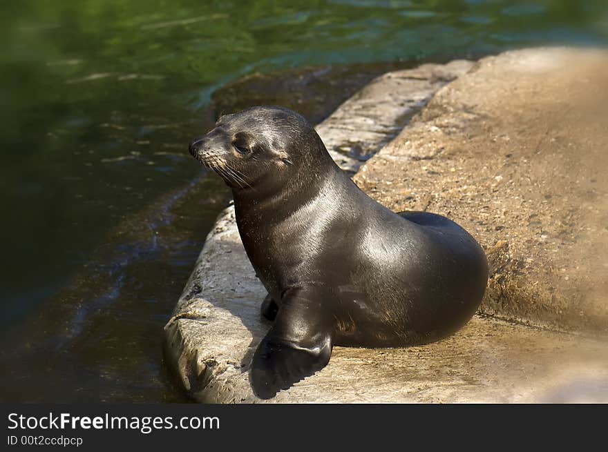 Seal in the sun being happy