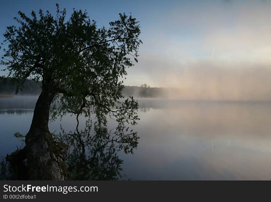 Single tree in the water