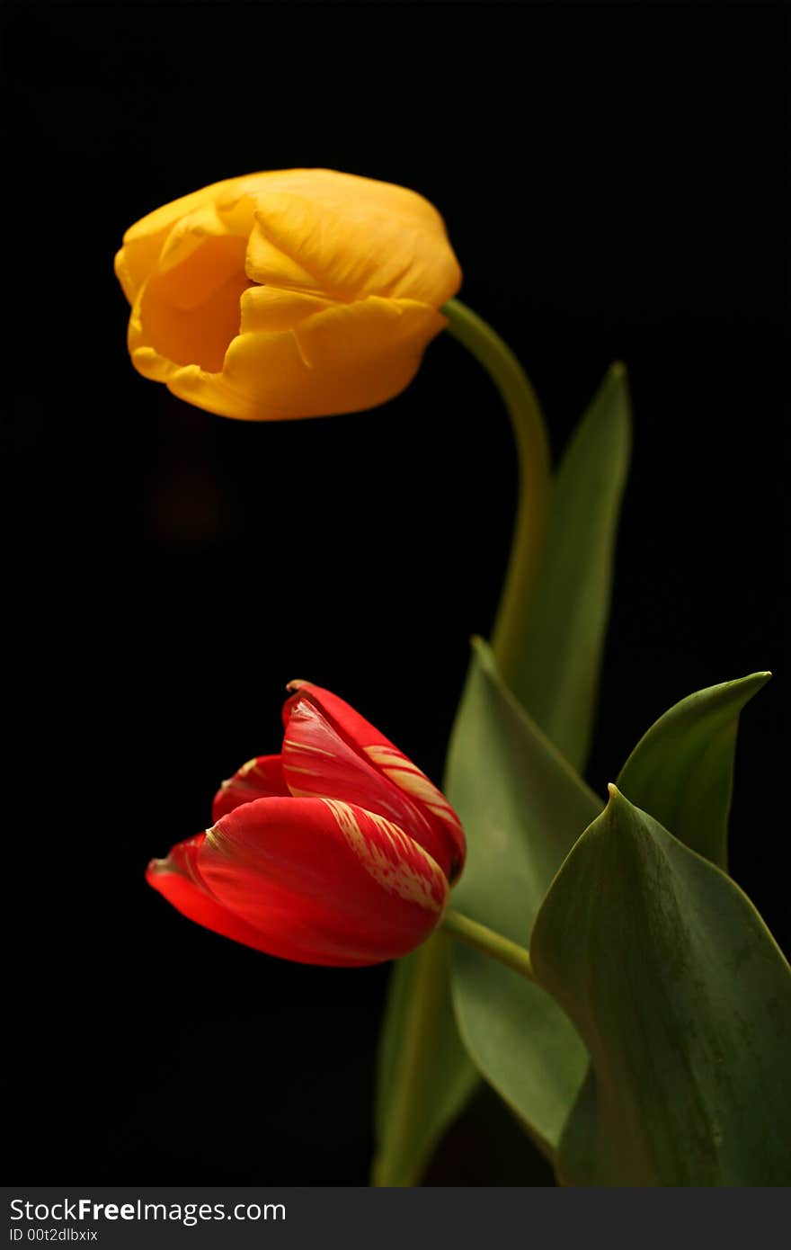 Tulips talk