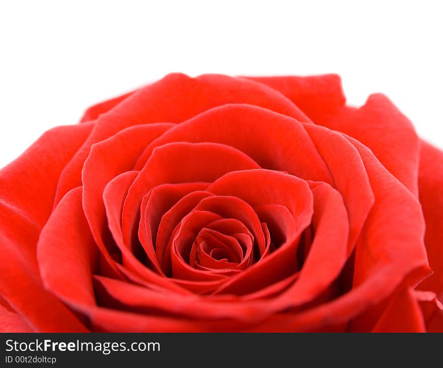 Macro of rose, isolated on white background