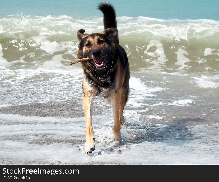 Dog playing on the beach. Dog playing on the beach