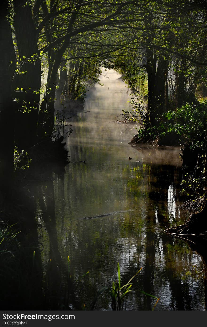 Small water stream and sunbeams between branches