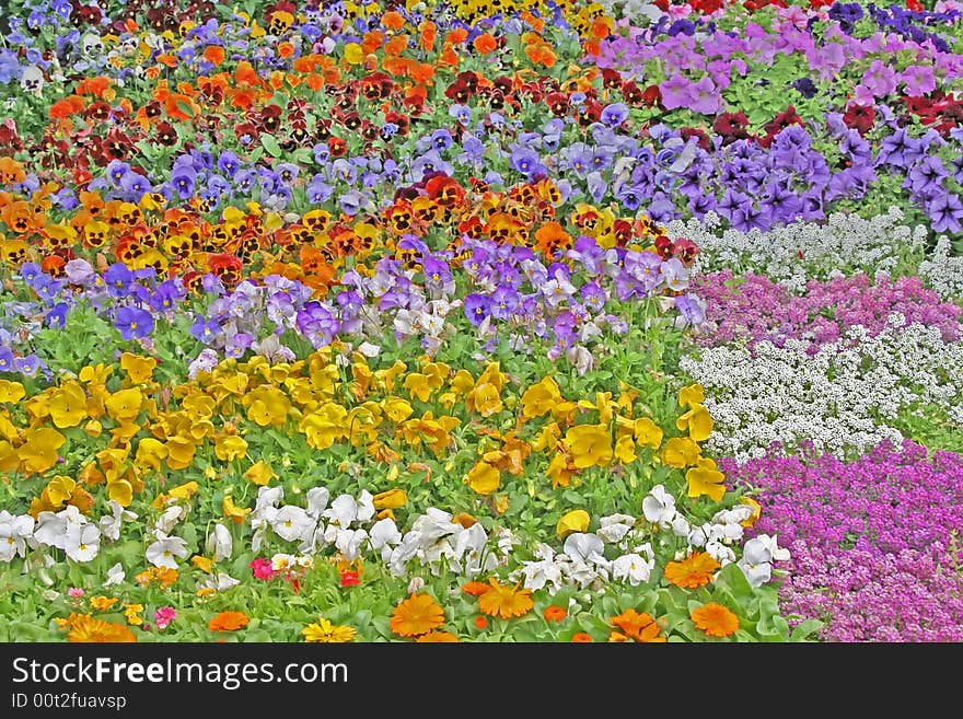 Carpet of flowers.