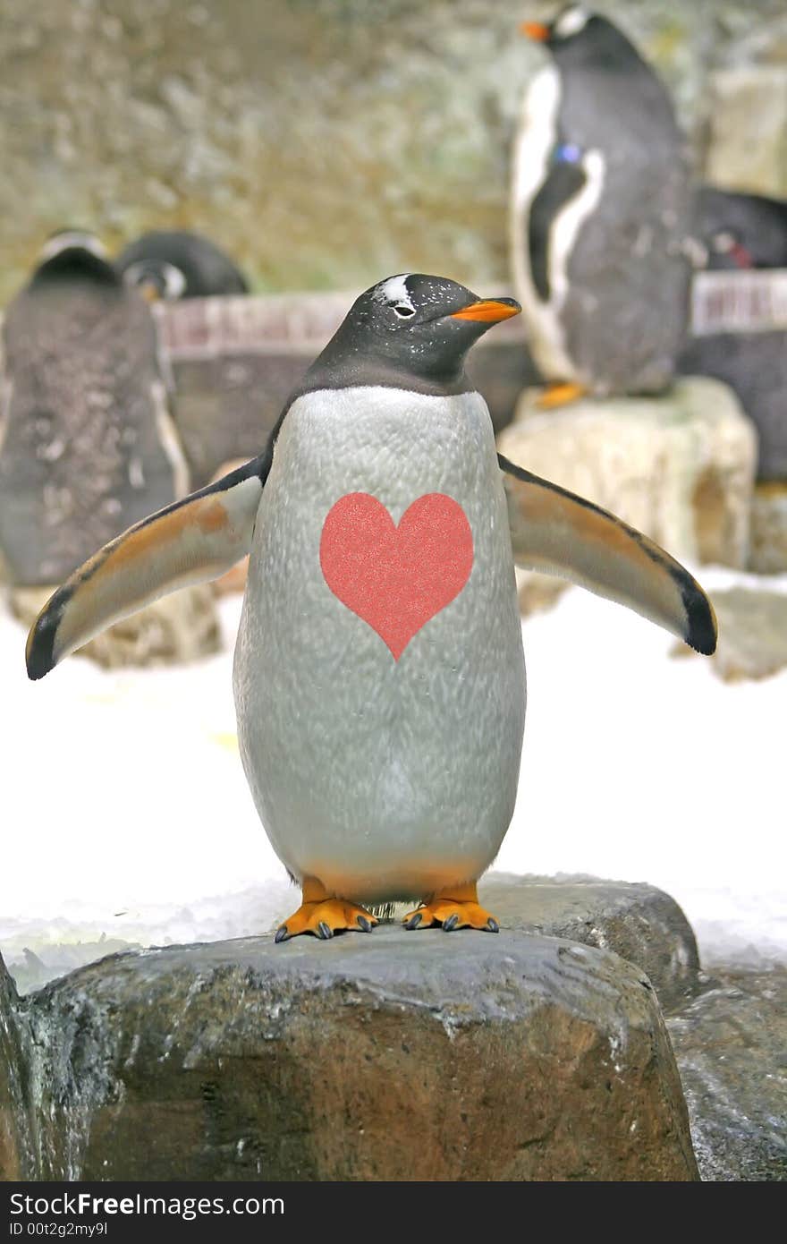 Penguin in love on a rock. Penguin in love on a rock.