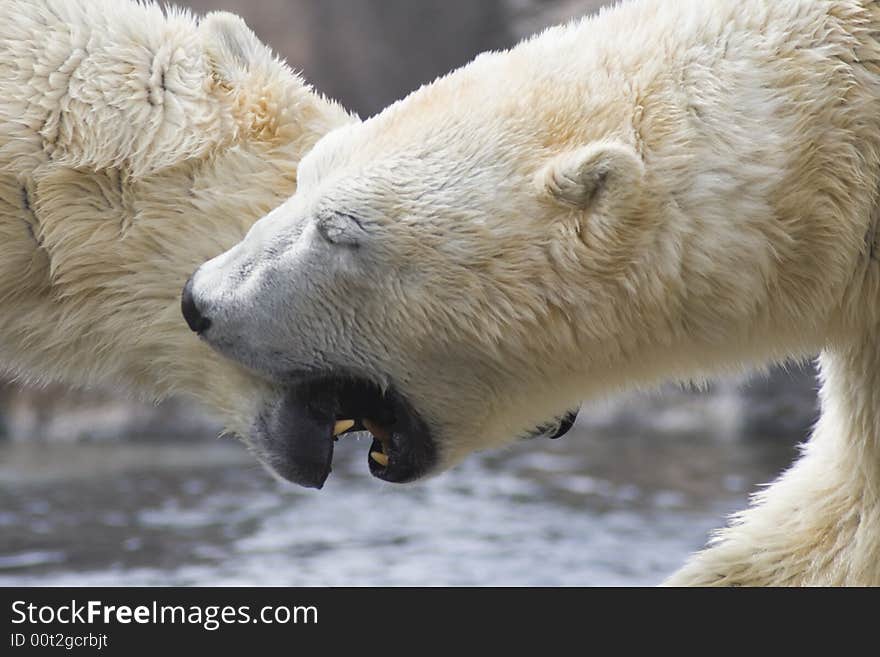 Two polar bears initiating a confrontation.  Taken at Albuquerque Zoo. Two polar bears initiating a confrontation.  Taken at Albuquerque Zoo