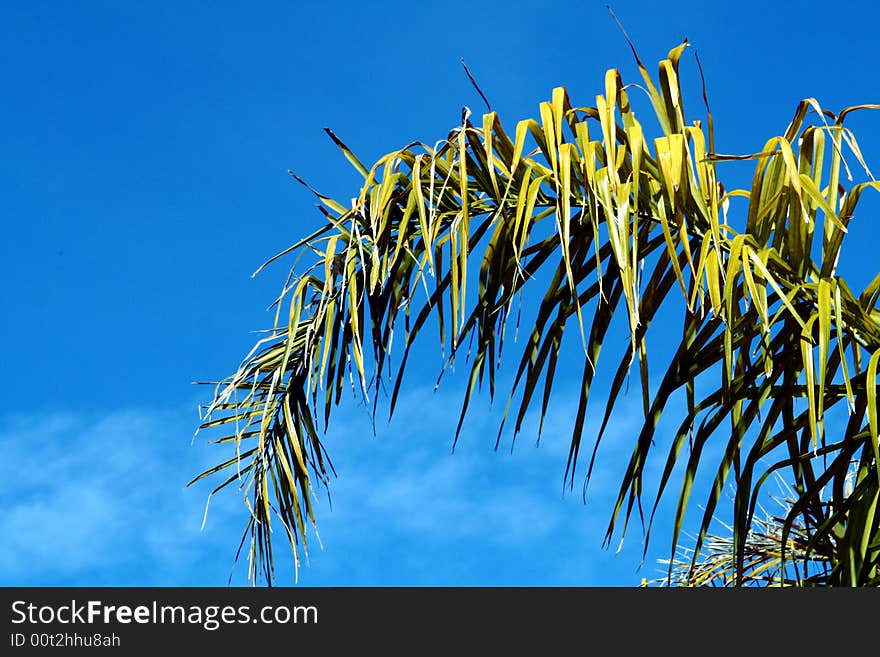 A palm leaf against a blue sky.