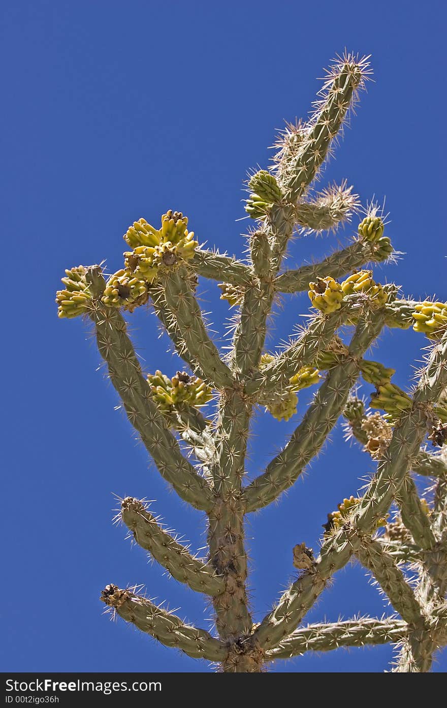 Western Cactus against a blue sky