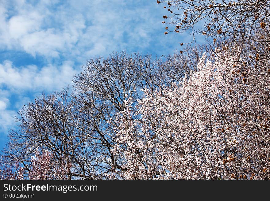 Blooming cherry tree in early springtime, daylight. Blooming cherry tree in early springtime, daylight.