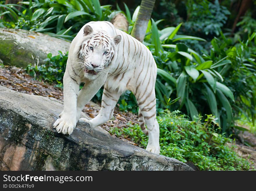 Rare white Bengal Tiger turning on a rock in a zoo