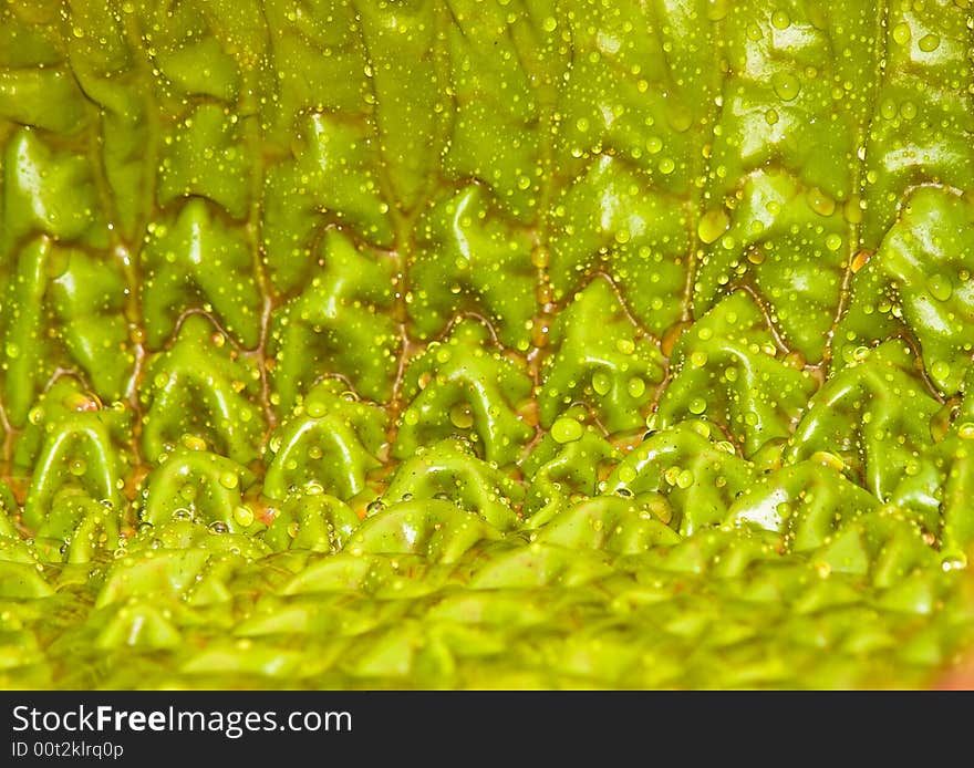 Raindrops on the upper side of the textured unfurling leaf surface of the giant amazon water lily. Raindrops on the upper side of the textured unfurling leaf surface of the giant amazon water lily.