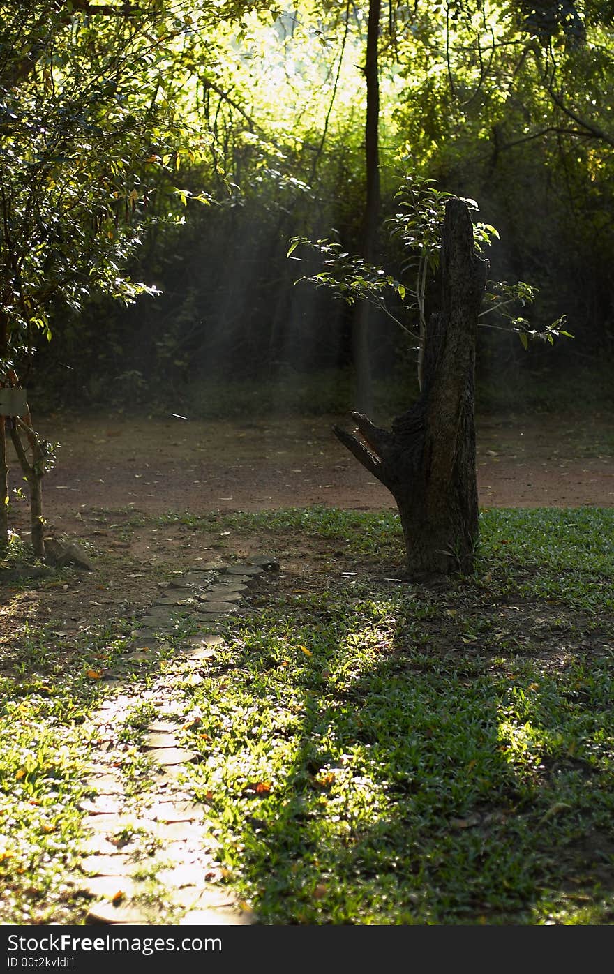 Rays in the morning in the jungle. Rays in the morning in the jungle