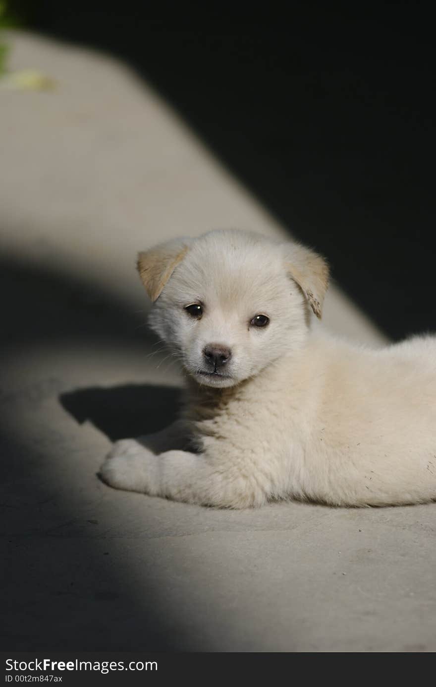 Lovely white puppy