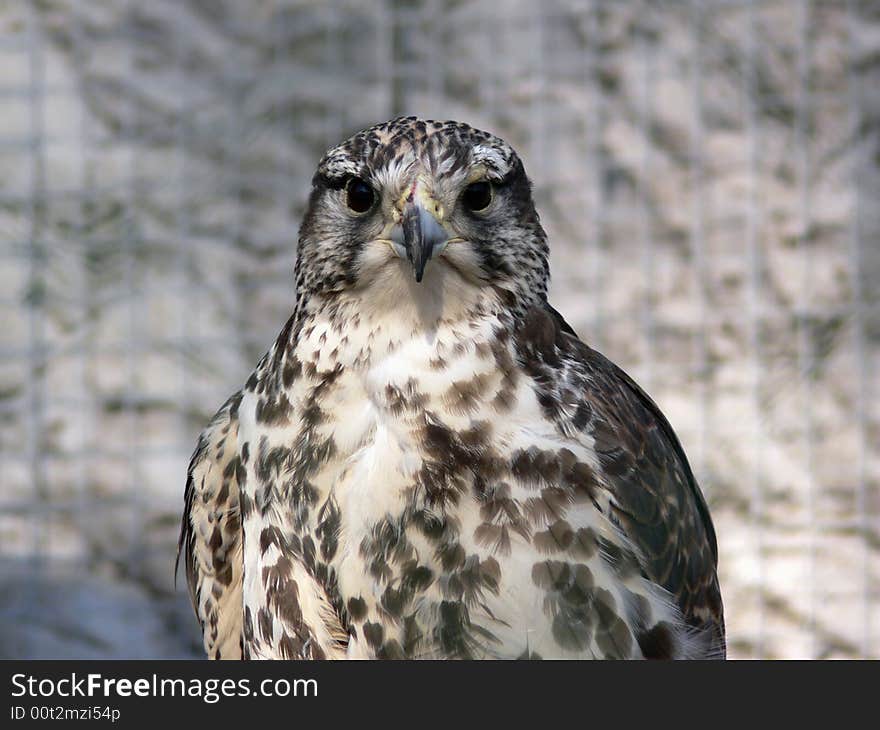 Bird of prey. Buzzard in zoo. Closeup portrait. Bird of prey. Buzzard in zoo. Closeup portrait.