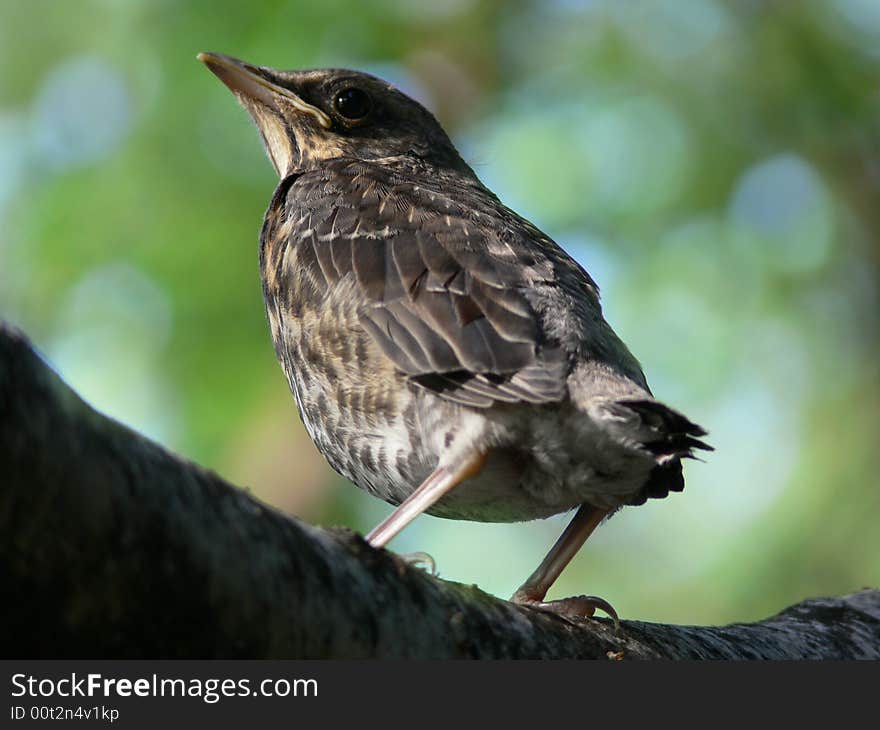 Bird. Nestling.