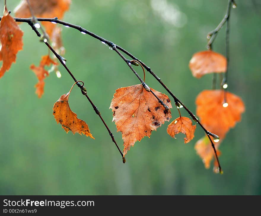 The branches with the wet autumn leaves