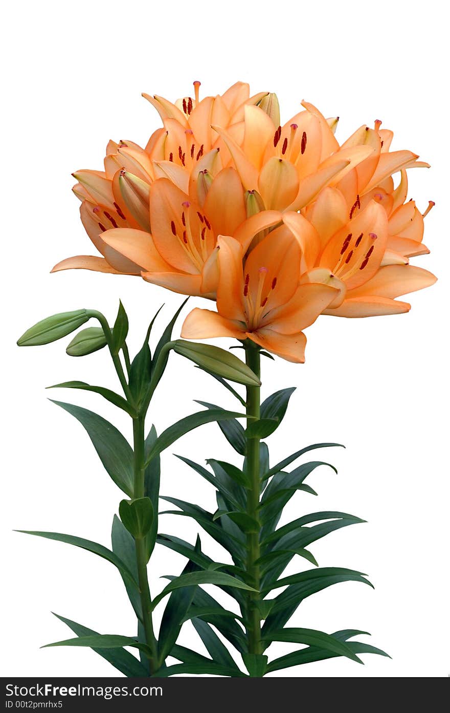 Orange Lily