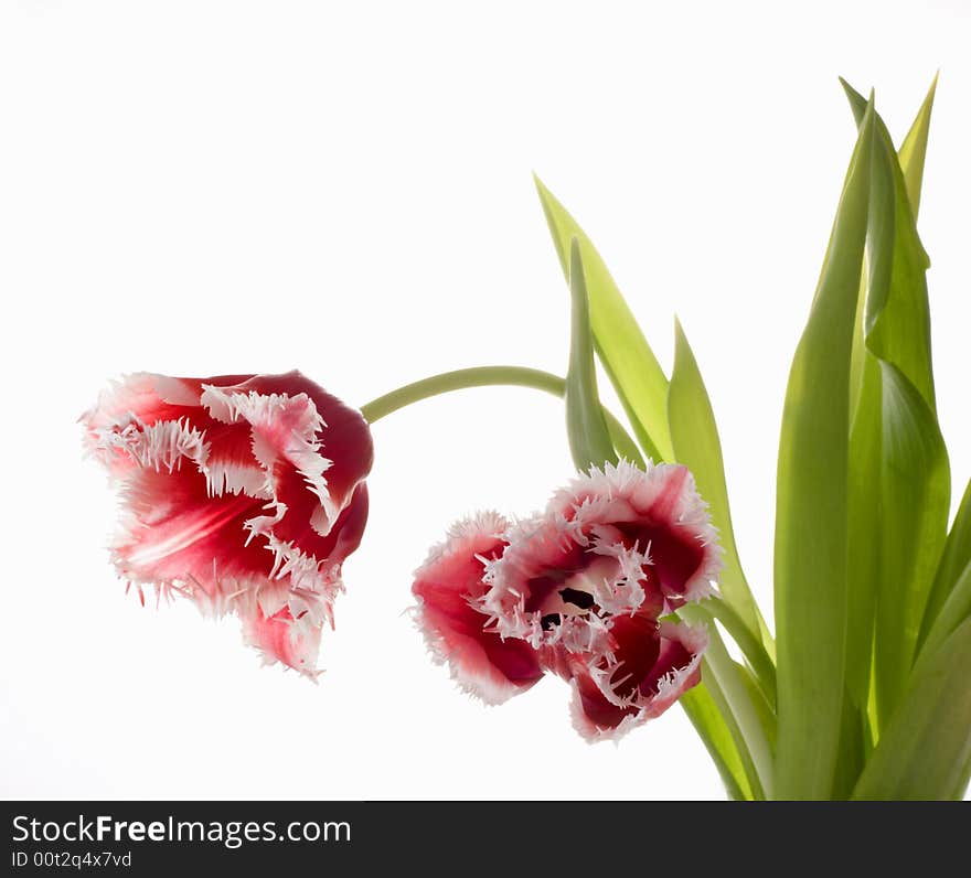 White - pink a tulip