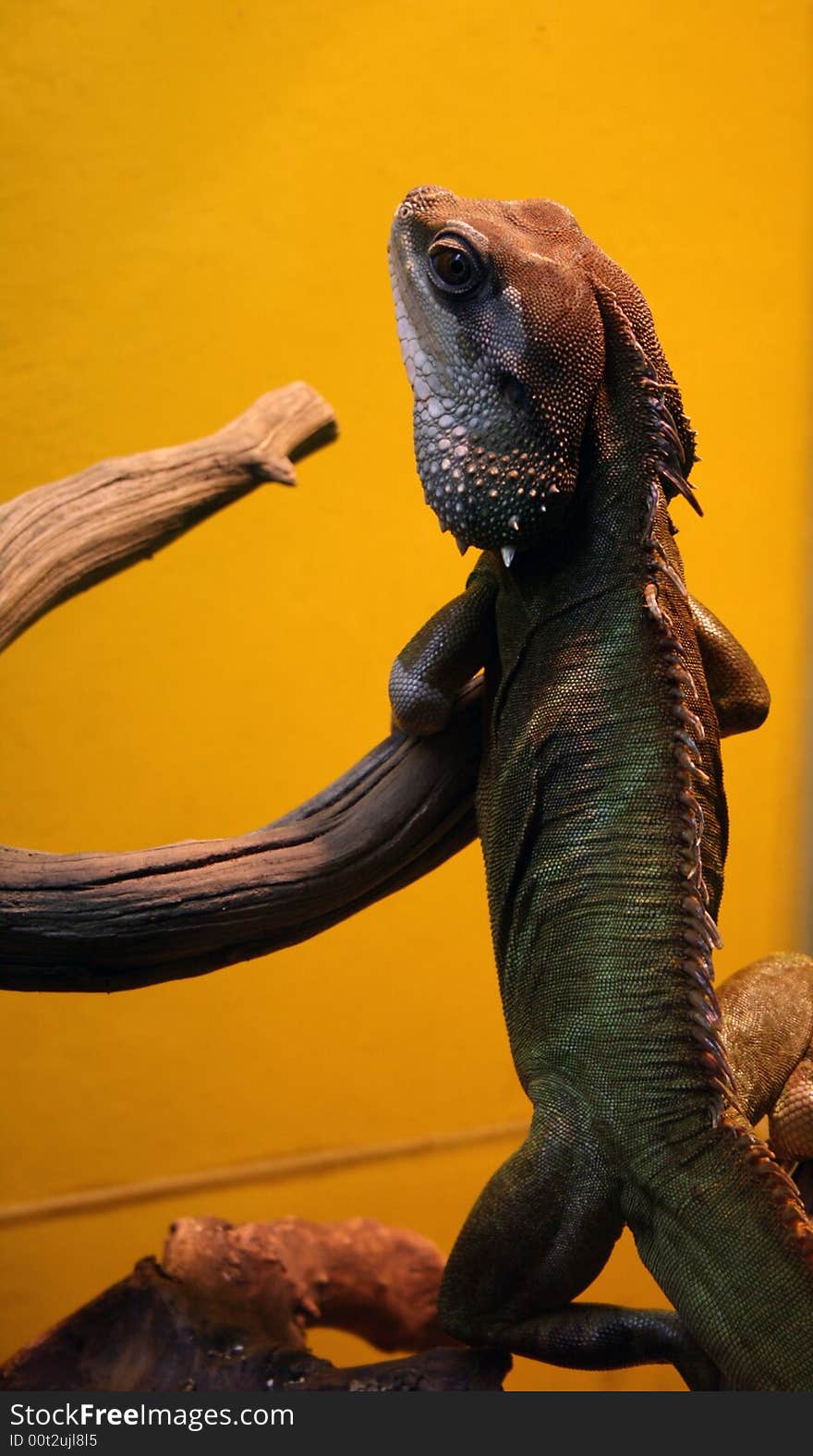 Picture of a calm sleepy iguana on yellow background. Picture of a calm sleepy iguana on yellow background