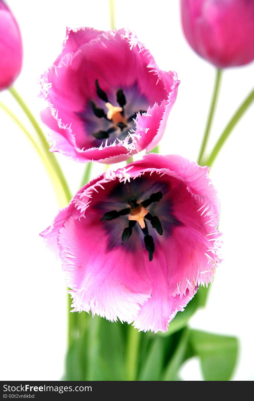 Bouquet of tulips on white background. Bouquet of tulips on white background.