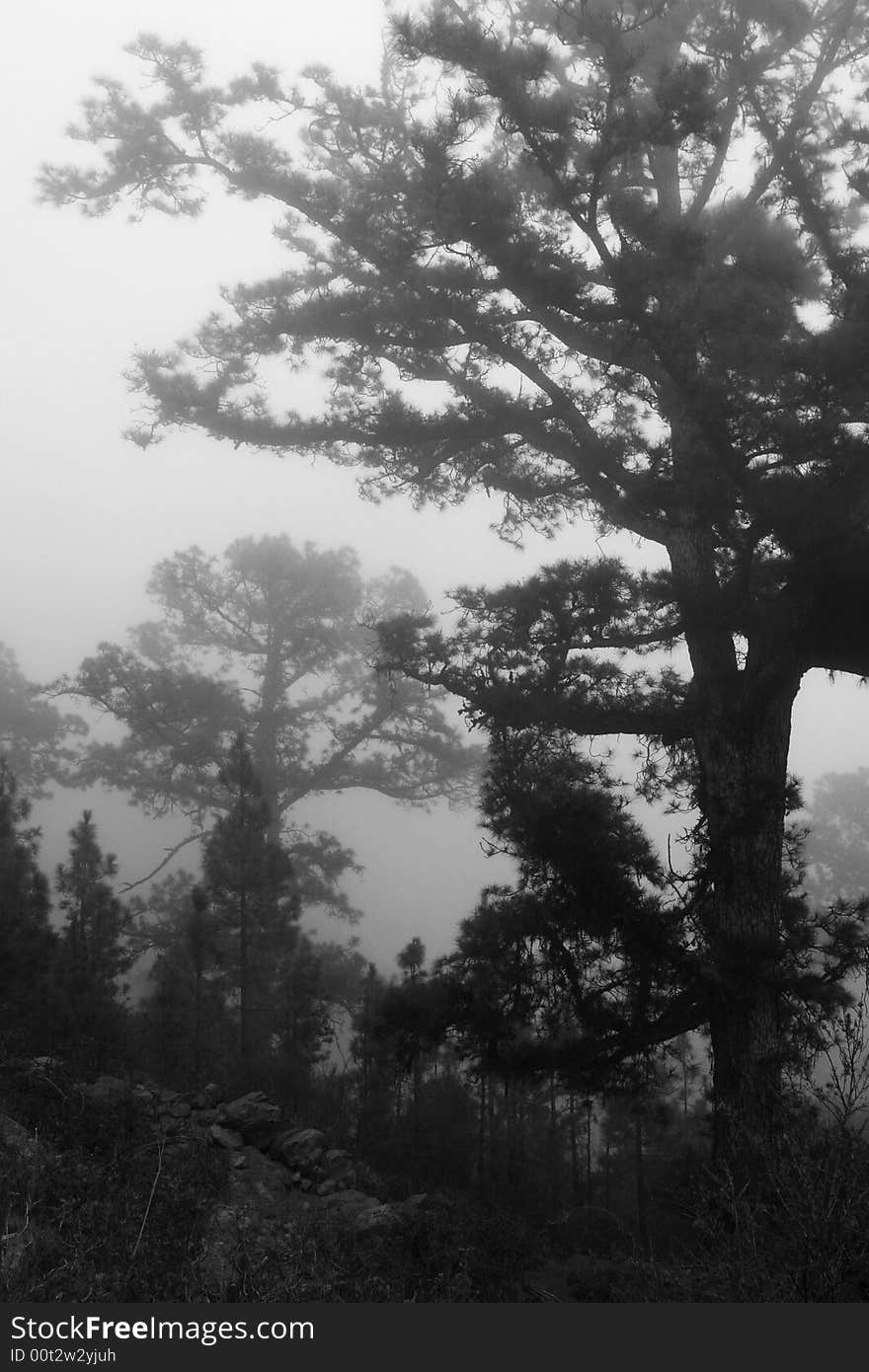 High contrast foggy forest photo. High contrast foggy forest photo