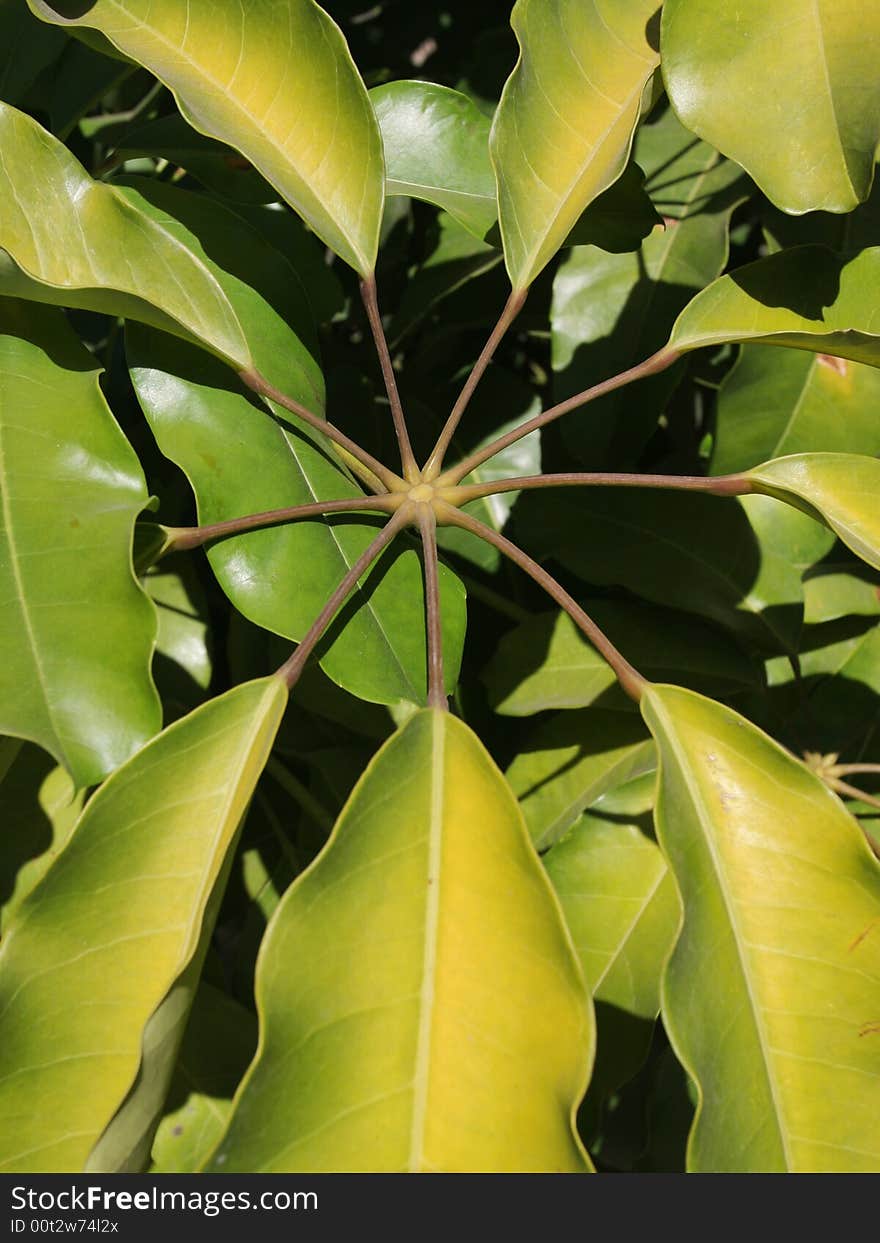 Green leaves background. Tropical plants