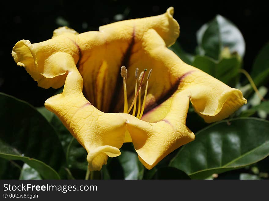 Yellow rhododendron bloom. Shallow DOF