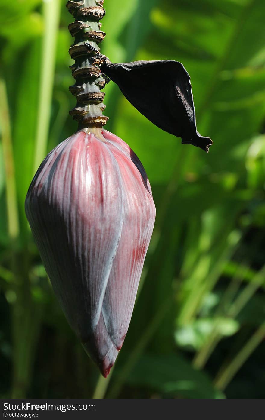 Banana-tree flower. Shallow DOF